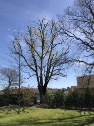 Taille de haies à Le Taillan-Médoc