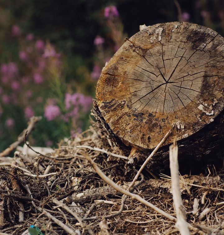 DANIEL ORTET -pexels-alexeydemidov-10099203-copy